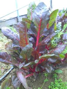 Swiss Chard from the hoop house in early April