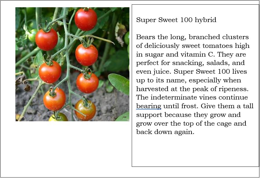 super sweet 100 tomato